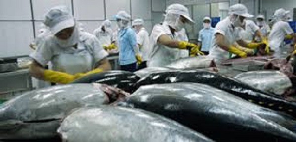 Xuất khẩu cá ngừ sang thị trường Mỹ vẫn chưa có dấu hồi phục hồi